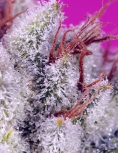 Pink Guava F1 Fast Version (Sweet Seeds) ⚖️ Balanced Hybrid Buzz 2
