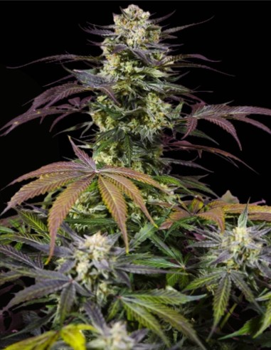 Gelonade (Sweet Seeds) 🍋 Zitrus-Power-Hybrid