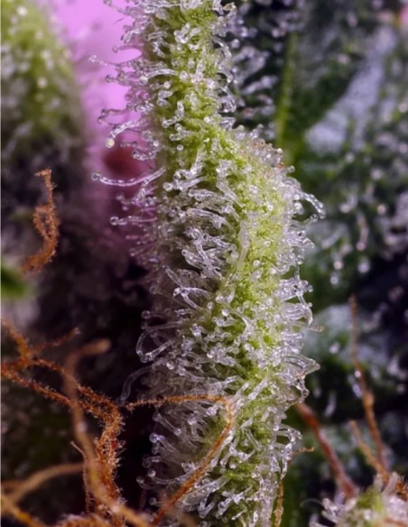 Gelonade (Sweet Seeds) 🍋 Zitrus-Power-Hybrid