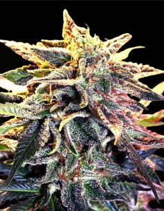 Star Gazer (Delta 9 Lab) 🌲 Compact Pine Flavor