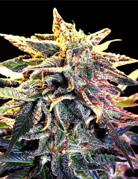 Star Gazer (Delta 9 Lab) 🌲 Saveur de pin compacte