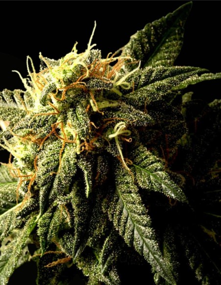 Star Gazer (Delta 9 Lab) 🌲 Saveur de pin compacte