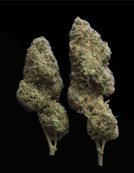 Star Gazer (Delta 9 Lab) 🌲 Saveur de pin compacte