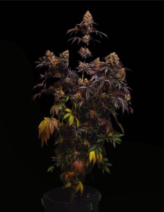 Semillas Papayton (FastBuds Seeds) 🌴 Golpe Tropical Cremoso