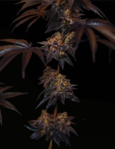Semillas Papayton (FastBuds Seeds) 🌴 Golpe Tropical Cremoso 2
