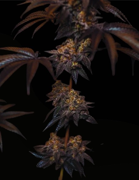 Semillas Papayton (FastBuds Seeds) 🌴 Golpe Tropical Cremoso