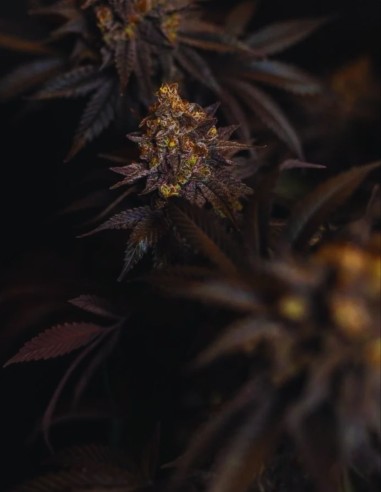 Semillas Papayton (FastBuds Seeds) 🌴 Golpe Tropical Cremoso