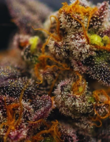 Semillas Papayton (FastBuds Seeds) 🌴 Golpe Tropical Cremoso