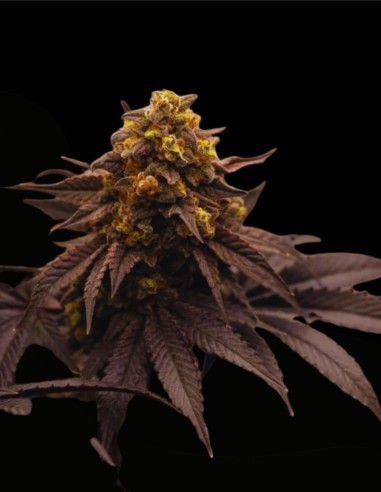 Semillas Papayton (FastBuds Seeds) 🌴 Golpe Tropical Cremoso