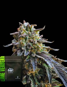 Lime Verbena (Doja Seeds) 🍋 Fresh Citrus Power