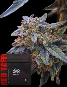 Red Taffi Seeds (Doja Seeds) 🌶️ Sweet Spicy Hybrid