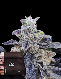 Melon Melange Samen (Doja Seeds) 🍈 Süßer fruchtiger Hybrid