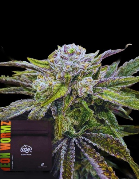 Neon Wormz Regular Samen (Doja Seeds) ⚡ Kreative Energie