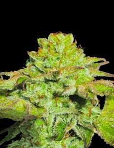 Alien Wedding Cookies Seeds (Mamiko Seeds) 🍪 Sweet Relax Effect