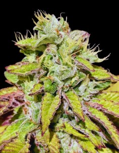 Tarta Helada Seeds (Mamiko Seeds) 🍨 Sweet Cream Power