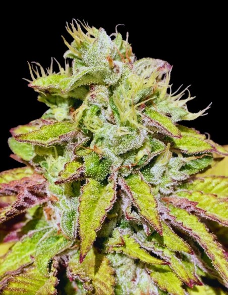 Tarta Helada Seeds (Mamiko Seeds) 🍨 Sweet Cream Power