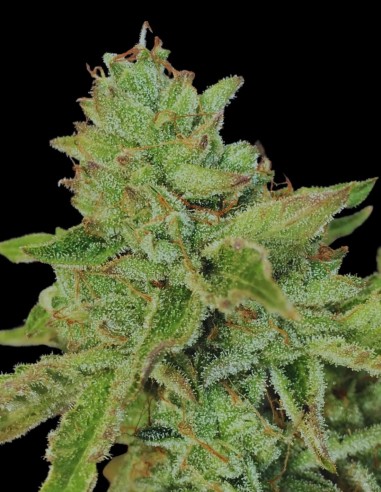 Charm Cookies Seeds (Mamiko Seeds) 🍪 Sweet Relaxing Power