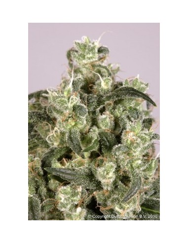 Buy Mekong High from Dutch Passion Seeds - Oaseeds