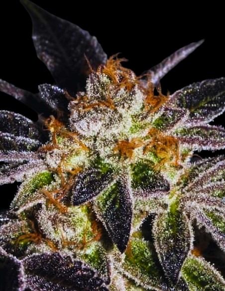 Cookie Seeds (Mamiko Seeds) 🧁 Intense Sweet Flavor Deep Relax