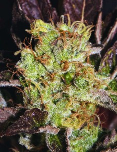 Big Apple Cookies Seeds (Mamiko Seeds) 🍊 Creamy Citrus 2