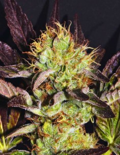 Big Apple Cookies Seeds (Mamiko Seeds) 🍊 Creamy Citrus