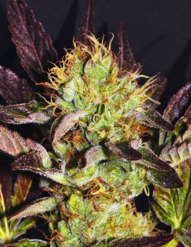 Big Apple Cookies Seeds (Mamiko Seeds) 🍊 Creamy Citrus