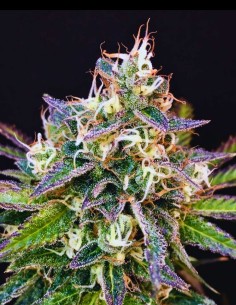 Cheese Cookies Seeds (Mimiko Seeds) 🧀 Cremige Skunk-Power