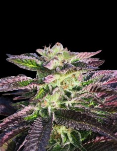 Mimosa Cookies Seeds (Mamiko Seeds) 🍊 Fast And Tasty