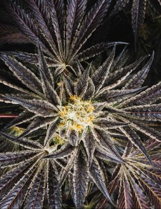Fez Seeds (Purple City Genetics) ⚡ Fruity Gas Power