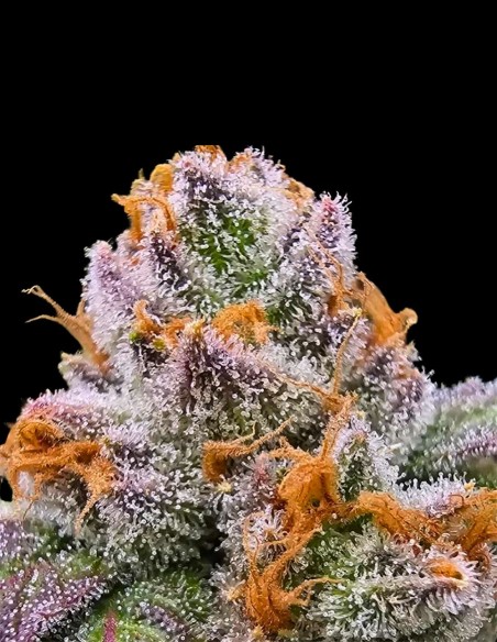 Habibi Seeds (Purple City Genetics) 🍊 Fast Fruity Resin