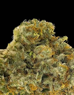 Cheri Granada Seeds (Purple City Genetics) 🔥 Fruit Candy Intense High