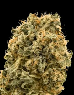 Moroccan Zowah Seeds (Purple City Genetics) 💥 Loud Flavor Hit