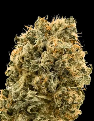 Moroccan Zowah Samen (Purple City Genetics) 💥 Lauter Geschmacks-Hit