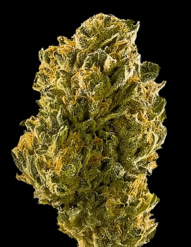 Saffron Seeds (Purple City Genetics) 🌱 La saveur rencontre le calme