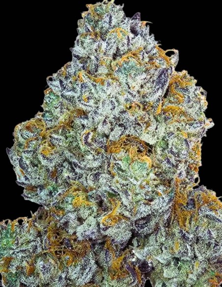 Cheri Maraschino Seeds (Purple City Genetics) 🍒 Cherry Relaxing High