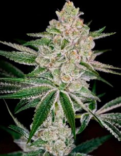 Shishka Lemonade Seeds (Green House Seeds) 🍋 Big Flavor