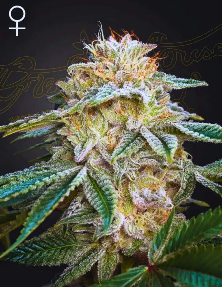 Super Banana Mango Seeds (Green House Seeds) 🥭 Sweet