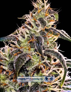 Claustrum 2.0 Seeds (Positronics) 🌶️ Lemon Spice Flavor Hit