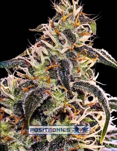 Claustrum 2.0 Seeds (Positronics) 🌶️ Lemon Spice Flavor Hit