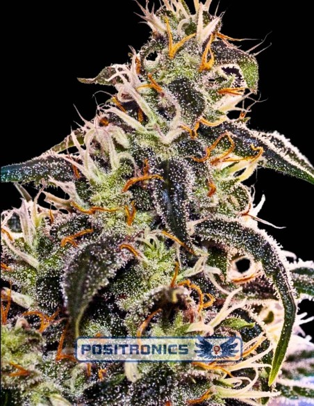 Claustrum 2.0 Seeds (Positronics) 🌶️ Lemon Spice Flavor Hit