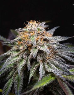 Graines Alien Cookies Fast Version (Positronics) 🌸 Doux