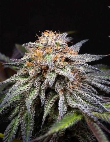 Graines Alien Cookies Fast Version (Positronics) 🌸 Doux