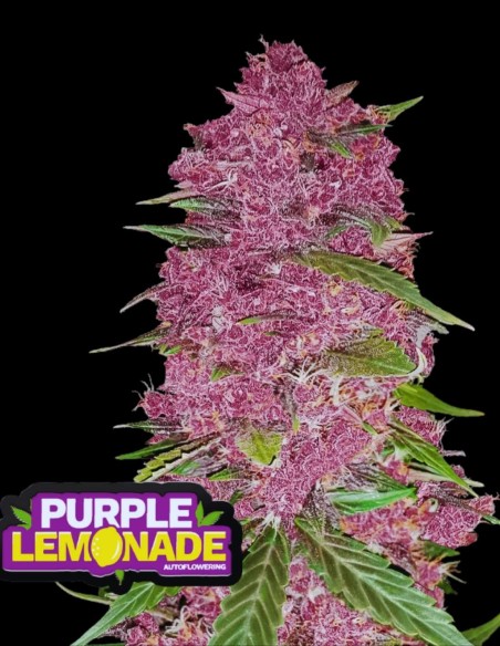 Graines Purple Lemon Tree XL Auto 🍋 (Original Sensible)