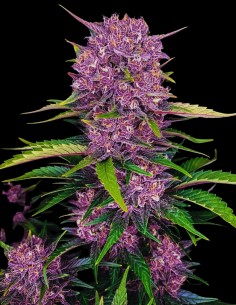 Graines Purple Lemon Tree XL Auto 🍋 (Original Sensible) 2