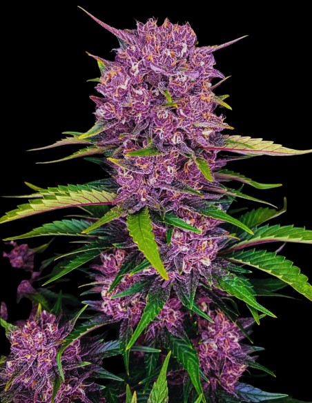 Graines Purple Lemon Tree XL Auto 🍋 (Original Sensible)