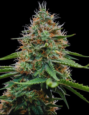 Poison Cookies Samen (Original Sensible) 🍋 Zitrusgeschmack