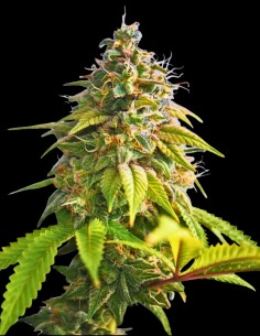 Orange Biscuit Seeds (Original Sensible) 🍊 Acid Hybrid