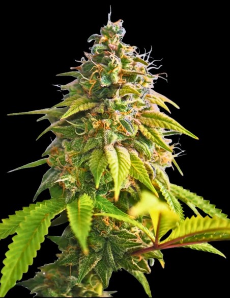 Orange Biscuit Seeds (Original Sensible) 🍊 Acid Hybrid