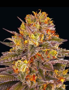 Six Senses Seeds (G13 Labs) ⚡ Minty Cream Power