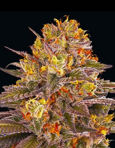 Six Senses Seeds (G13 Labs) ⚡ Minty Cream Power